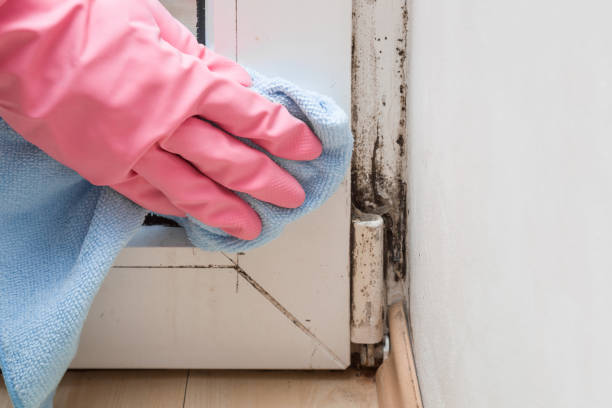 Reliable Darlington, SC Mold Removal Solutions